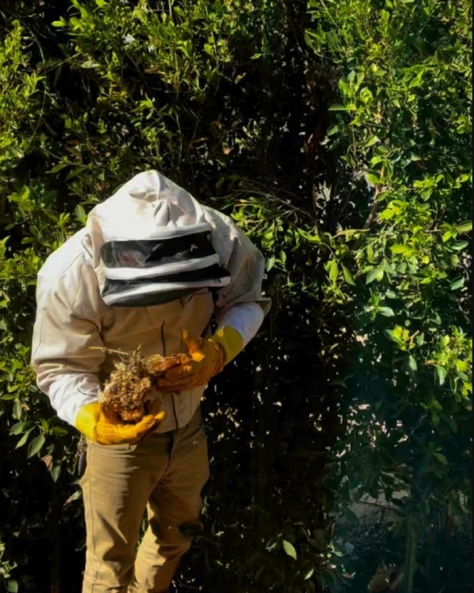 Live Bee Removal services in Queen Creek, AZ — Safe, Professional & Complete