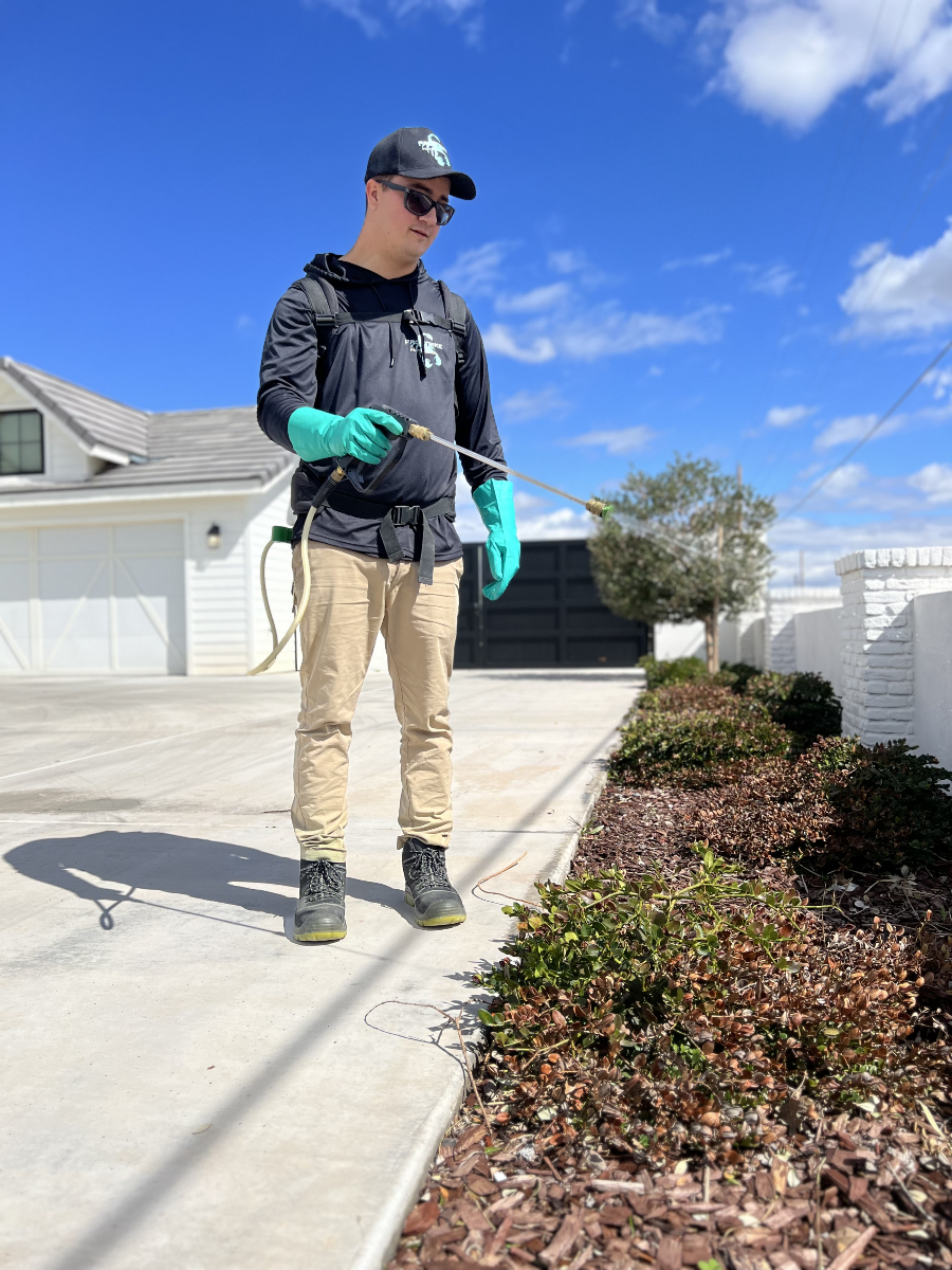 Arizona bark scorpion glowing under UV blacklight in a Queen Creek backyard