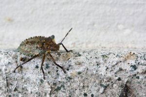 7 Pest Infestation Signs in Arizona Homes ProStrike Pest Solutions