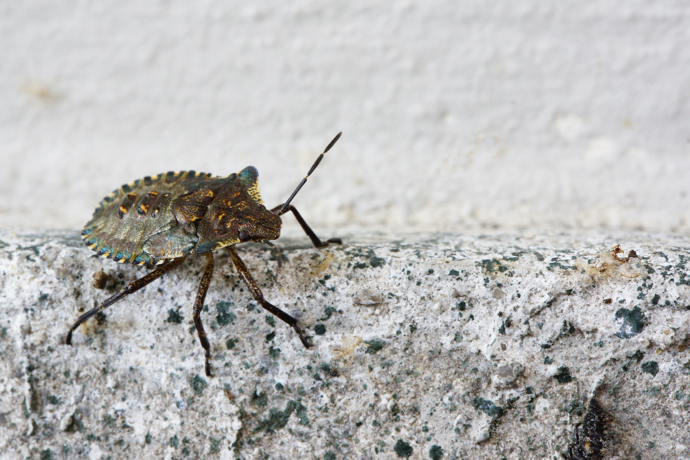 7 Pest Infestation Signs in Arizona Homes ProStrike Pest Solutions