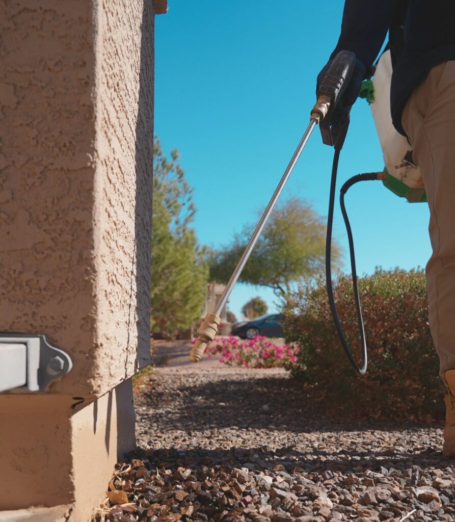 7 Termite Warning Signs in Queen Creek, AZ Homes ProStrike Pest Solutions